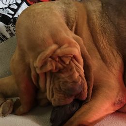 Hazel - Bloodhound