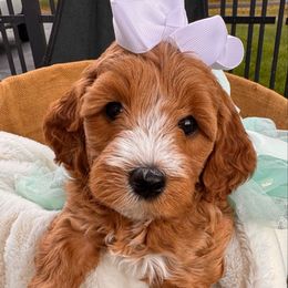 Whinnie - Apricot female Goldendoodle puppy in Aurora, Illinois from Chicago Goldendoodles