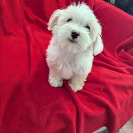 702 213 1680 AVAILABLE GIRL - White and lemon female Maltese puppy in Nevada from LAS VEGAS PUPPY