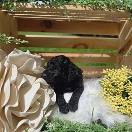 Clover - Black female Labradoodle puppy in Clinton, Ohio from P&L Doodles