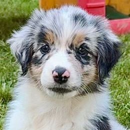 Ollie - Blue merle female Australian Shepherd puppy in Silverdale, Pennsylvania from Bedtime Story Australian Shepherds