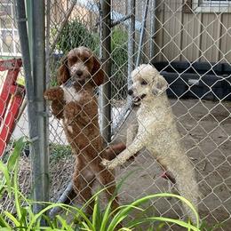 Goldendoodles from Stellar Doodles
