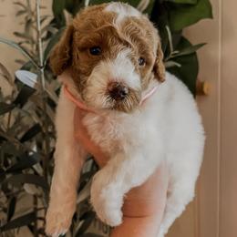 Mockingbird (Our Lone Star State litter) - Parti female Goldendoodle puppy in Hopkins County, Texas from Boutique Doodles