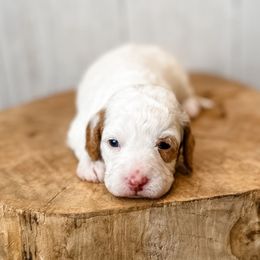 Girl 2 - White female Assorted Doodle Crosses puppy in Arlington, Washington from Doodle Love Laugh
