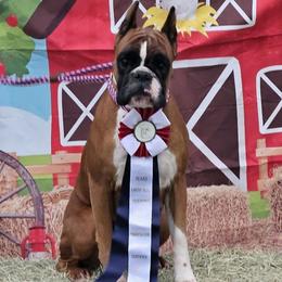 Loka - Boxer