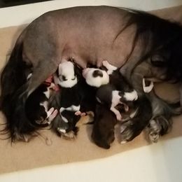 Chinese Crested and Manchester Terrier Puppies from Fantasy Kennels