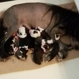 Chinese Crested and Manchester Terrier Puppies from Fantasy Kennels