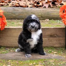 Dorothy - Merle female Bernedoodle puppy in Ball Ground, Georgia from Foothills Family Doodles