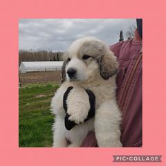 MAEVE- rose collar - White and badger female Great Pyrenees puppy in Mikado, Michigan from Brittain Family Farm