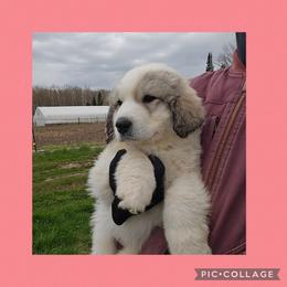 MAEVE- rose collar - White and badger female Great Pyrenees puppy in Mikado, Michigan from Brittain Family Farm