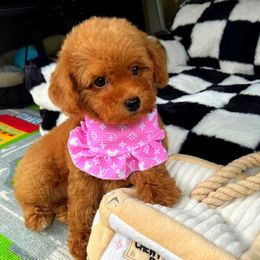 Blossom - Red female Maltipoo puppy in Sugar Land, Texas from Celebrity Maltipoos