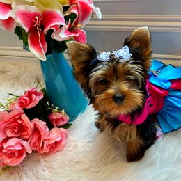 Diamond - Yorkshire Terrier