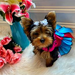 Diamond - Yorkshire Terrier