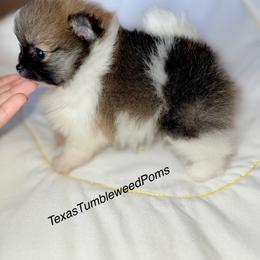 Pomeranian Puppies from Texas Tumbleweed Poms