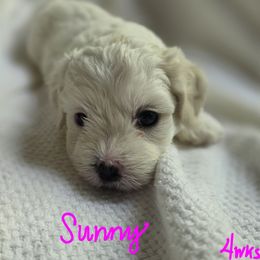 Maltipoo Puppies from Missy's Little Garden