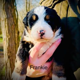 Frankie - Black rust and white male Bernese Mountain Dog puppy in Strasburg, Ohio from Lois Allison