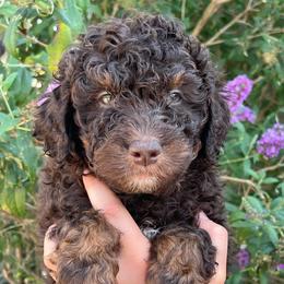 Freedom - Phantom male Bernedoodle puppy in Caldwell, Idaho from Treasure Valley Poodles