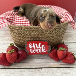 Capri - AKC - Dapple female Dachshund puppy in Miami, Florida from Oscar's Dachshunds