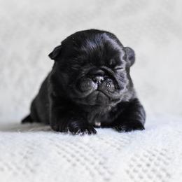 Greta - Black female Pug puppy in Caldwell, Ohio from Folklore Kennel