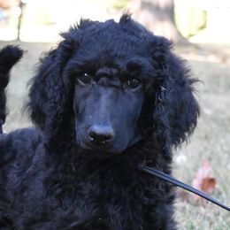 Woody - Poodle puppy from Endeavor Standard Poodles