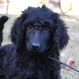 Woody - Poodle puppy from Endeavor Standard Poodles