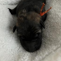 Orange Collar - Sable male German Shepherd puppy in Punta Gorda, Florida from Blitzenhaus Working Dogs