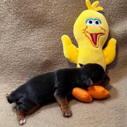 Loving Linus - Black and tan male Yorkshire Terrier puppy in Paris, Tennessee from Nolan’s Yorkie Farm
