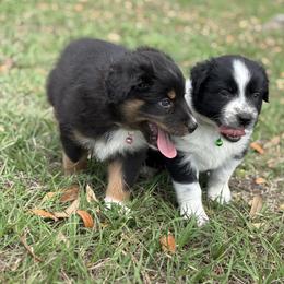 Australian Shepherd, Miniature Australian Shepherd, and Toy Australian Shepherd Puppies from Skaky Shepherds