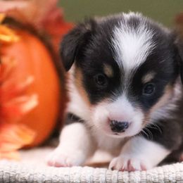 Ceder - Black and tan male American Corgi puppy in Plains, Montana from Diamond Corgis