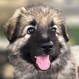 Padme' - Black and cream female Shiloh Shepherd puppy in Anza, California from Stunning Shiloh Shepherds