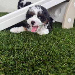 Jet - Black tri-color male Aussiedoodle puppy in Fort Myers, Florida from Little Golden Farm
