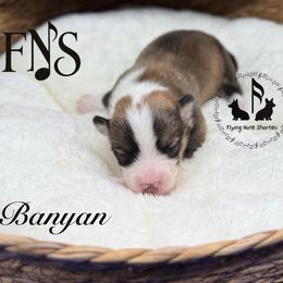 Banyan Full Fluffy With A Tail - Sable male Pembroke Welsh Corgi puppy in Casper, Wyoming from Flying Note Shorties
