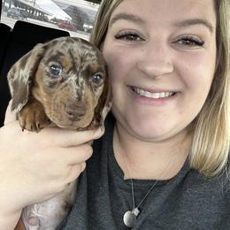Dachshund Puppies from 2 Knights Doxies