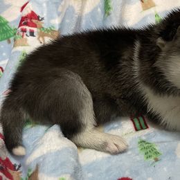 Siberian Husky Puppies from McDonald's Homegrown Huskies
