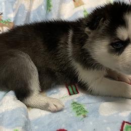 Siberian Husky Puppies from McDonald's Homegrown Huskies