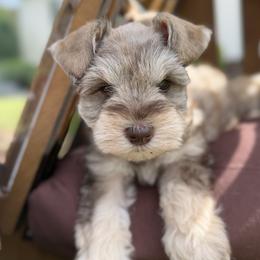 Miniature Schnauzer puppies from Rooted Hearts Miniature Schnauzers