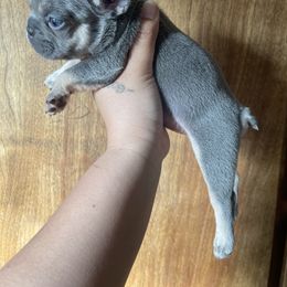 French Bulldog Puppies from Blue Apple Frenchies