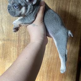 French Bulldog Puppies from Blue Apple Frenchies