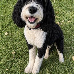 Sundae - Bernedoodle