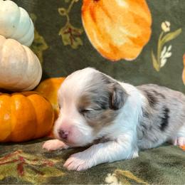 Hickory - Blue merle male Aussiedoodle puppy in York, Pennsylvania from Puppies at The Happy Acre Farm
