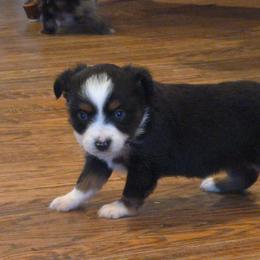 Aspen - Black tri female Toy Australian Shepherd puppy in Forney, Texas from Texas Talent Toy Aussie's