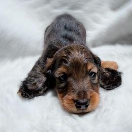 Red Darius European Lines - Red male Dachshund puppy in Richmond, Virginia from Irresistible Dachshunds & Cavaliers