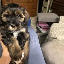 Blue boy - Black and tan brindle male Havanese puppy in Arlington, Washington from Havanese With Love Breeding Co.