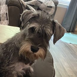 Melea - Miniature Schnauzer
