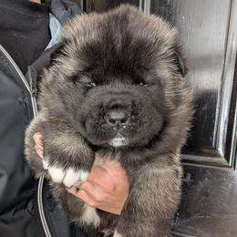 Boy 1 - Black male Akita puppy in South Carolina from Sierra Mountain Akitas