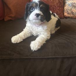 Red Collar - Traditional Tri - Tri-color female Cavapoo puppy in Tempe, Arizona from Springerdoodles Plus AZ