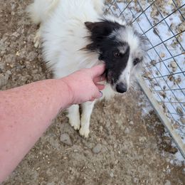 Jasper - White blue merle male Shetland Sheepdog puppy in Kaycee, Wyoming from Heavenly Shelties