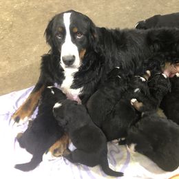 Bernese Mountain Dog Puppies from Humble Hearts Bernese