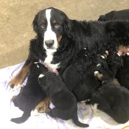 Bernese Mountain Dog Puppies from Humble Hearts Bernese