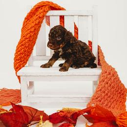 Zero - Brown and white male Bernedoodle puppy in Munster, Indiana from Miranda’s Sunshine Poodles and Doodles